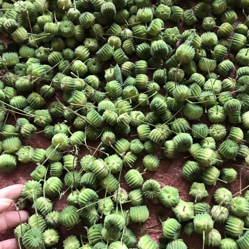 野生磨盘草种子中药材苘麻子耳响草磨笼草金花草白麻草