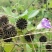 野生磨盘草种子中药材苘麻子耳响草磨笼草金花草白麻草