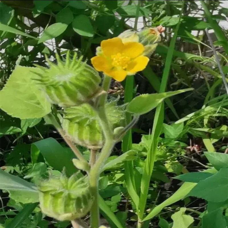 野生磨盘草种子中药材苘麻子耳响草磨笼草金花草白麻草