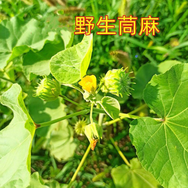 野生磨盘草种子中药材苘麻子耳响草磨笼草金花草白麻草