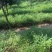 红天竹苗