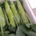 菜心货源充足量大从优可视频看货欢迎联系