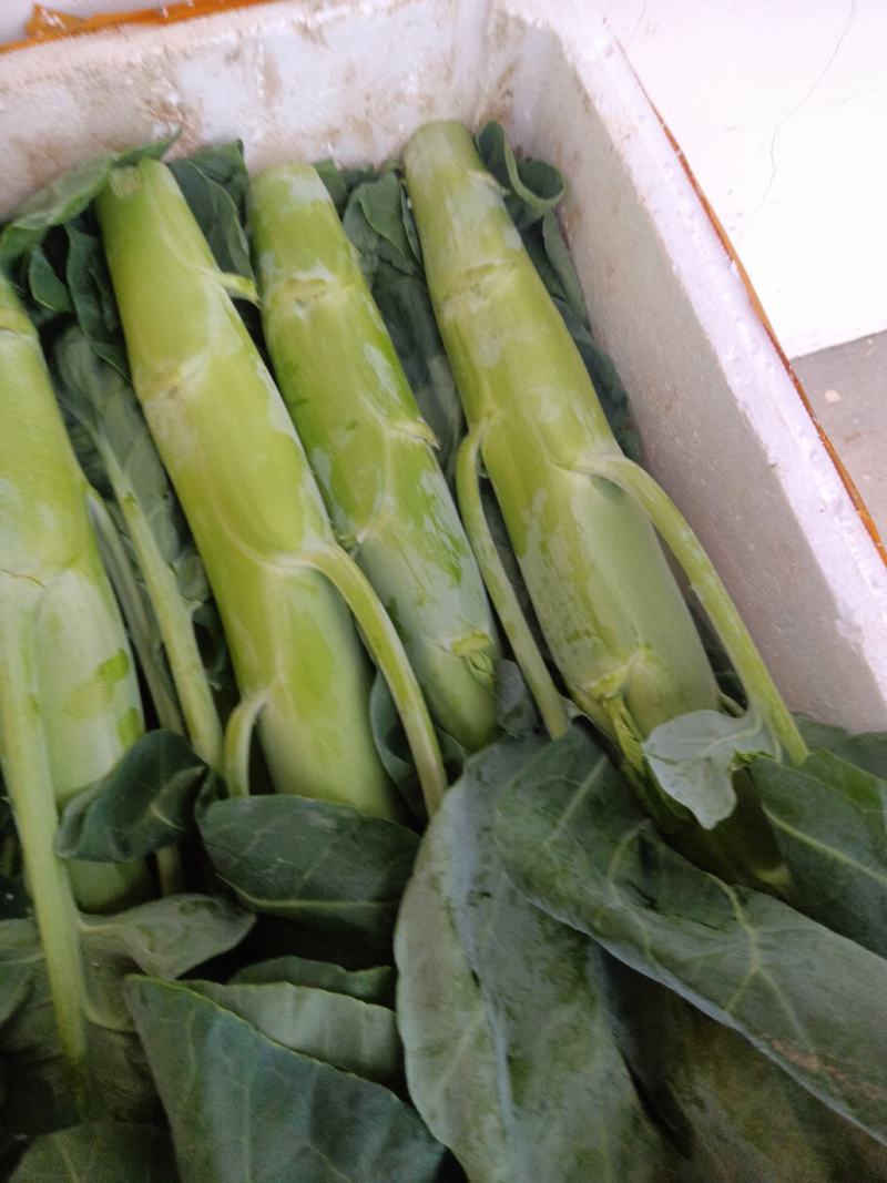 菜心货源充足量大从优可视频看货欢迎联系