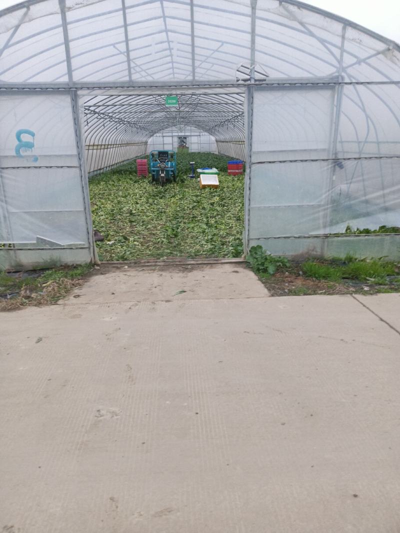 菜心货源充足量大从优可视频看货欢迎联系