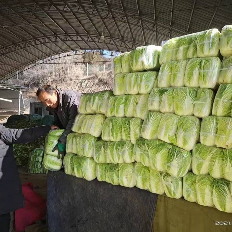 精品黄心白菜，一手货源，产地发货，量大质优，可视频看货