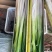 福建大葱，长白大葱大量供应，货源充足，对接大型批发