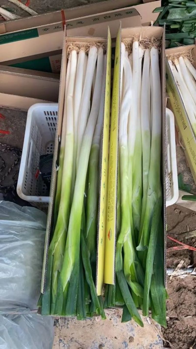 福建大葱，长白大葱大量供应，货源充足，对接大型批发