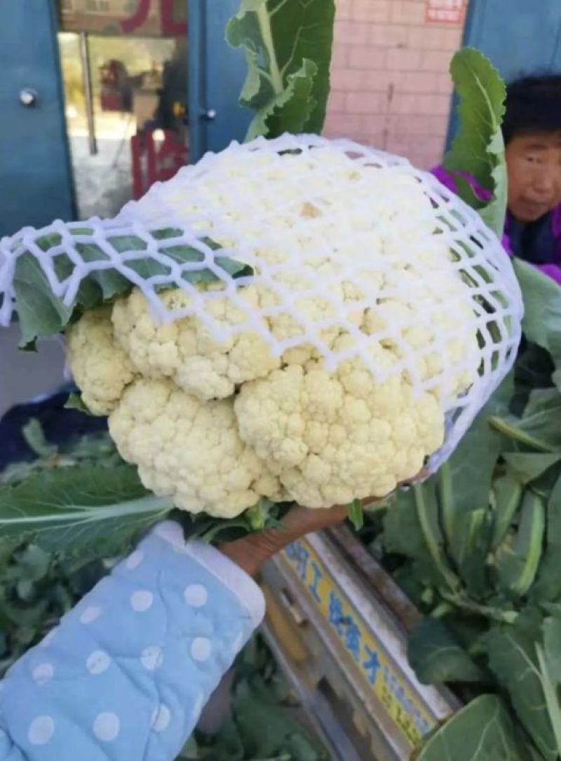 福建白面青梗有机花菜，新鲜采摘，货源充足全国代发，一条龙服务