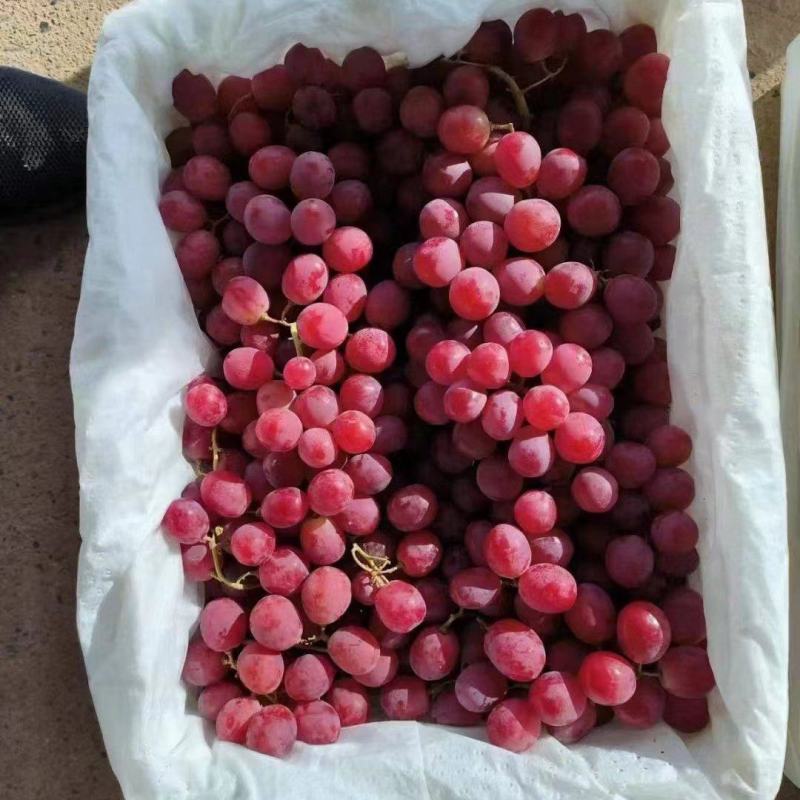 【热卖中】新疆红提精品红提子个大饱满可视频看货电商货