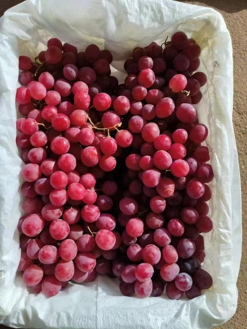 【热卖中】新疆红提精品红提子个大饱满可视频看货电商货