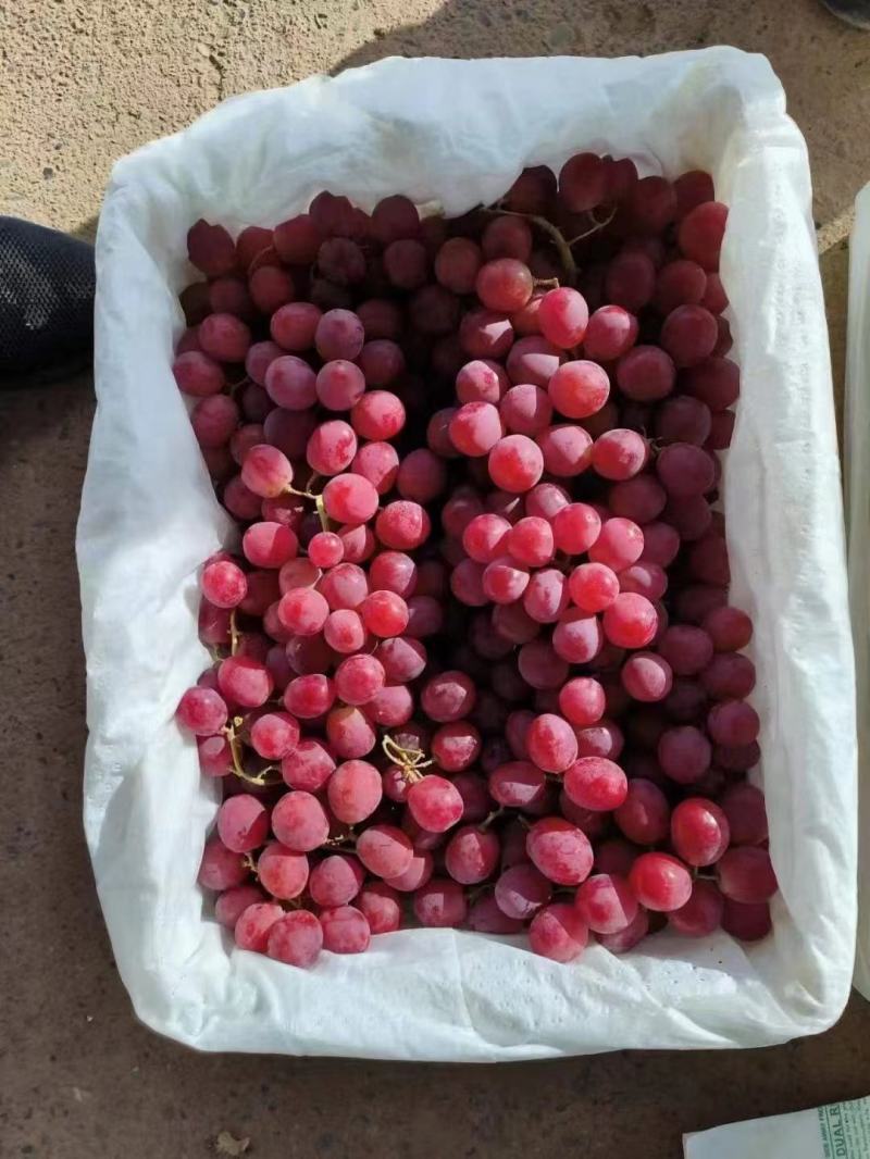 【热卖中】新疆红提精品红提子个大饱满可视频看货电商货