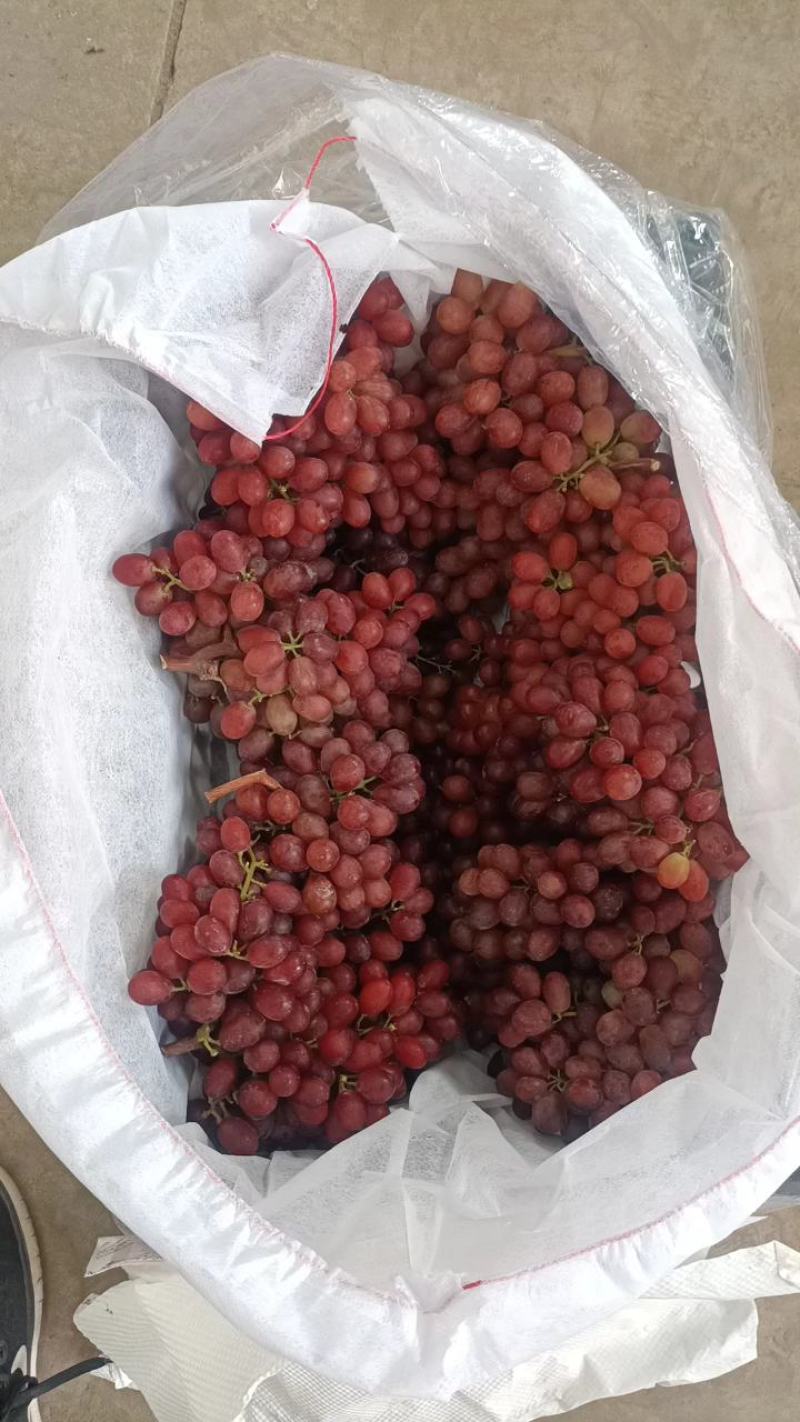 【热卖中】新疆红提精品红提子个大饱满可视频看货电商货