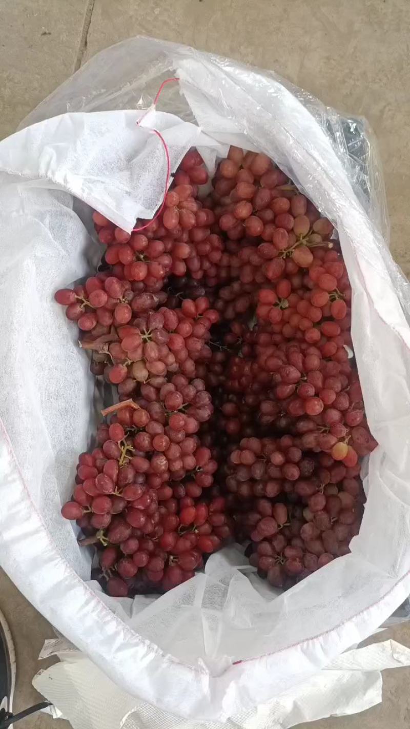 【热卖中】新疆红提精品红提子个大饱满可视频看货电商货