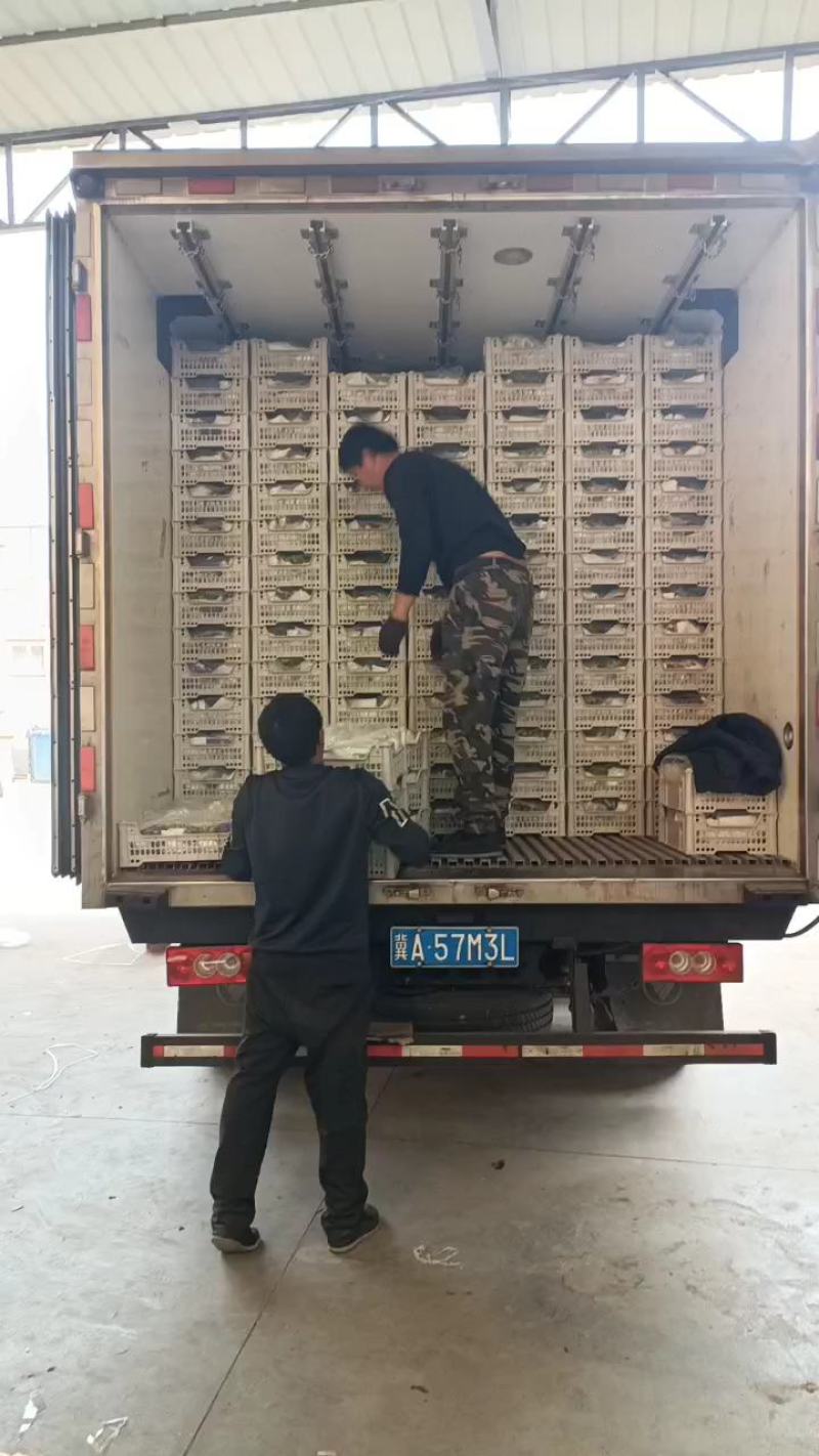 【热卖中】新疆红提精品红提子个大饱满可视频看货电商货