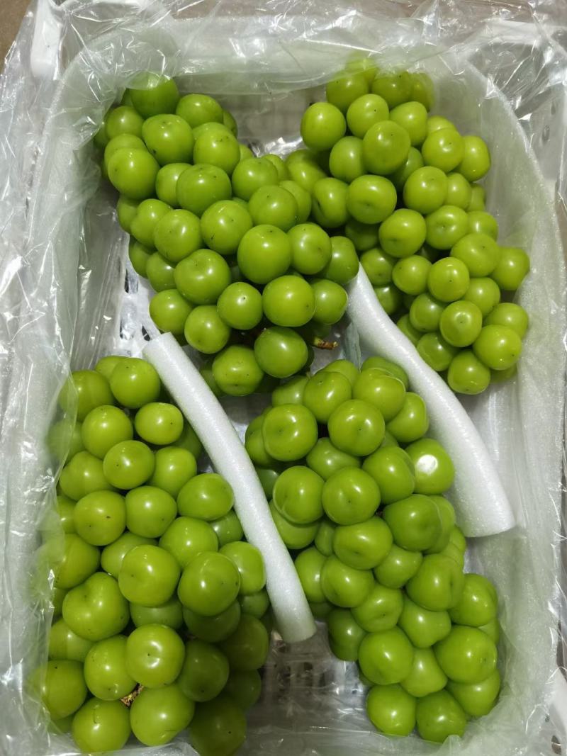 【热卖中】新疆红提精品红提子个大饱满可视频看货电商货