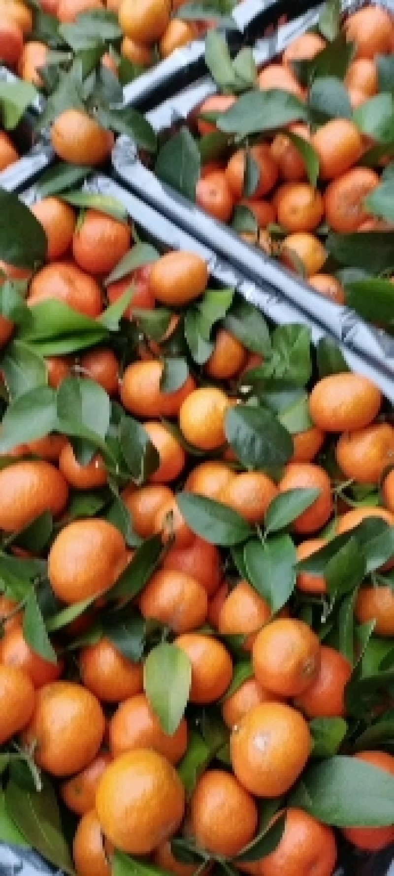 正宗清远沙糖桔即将大量上市，皮薄无籽甜度足口感爽