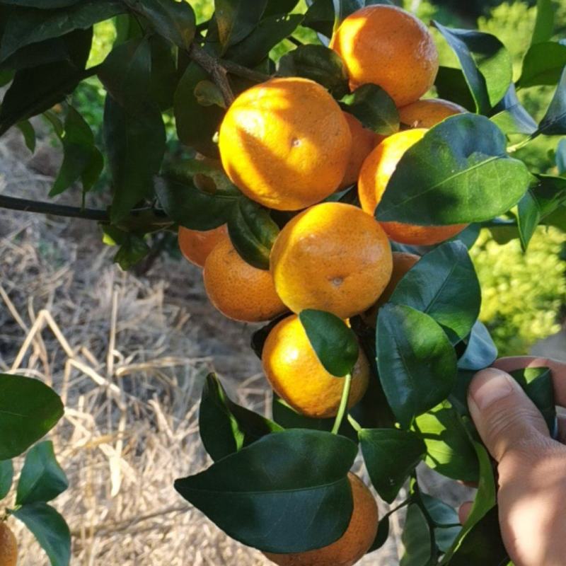 正宗清远沙糖桔即将大量上市，皮薄无籽甜度足口感爽