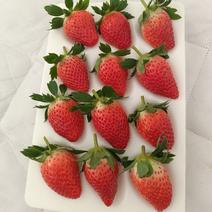 山东济南平度章姬草莓甜宝草莓以成熟，欢迎各渠道洽谈合作