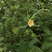 野生白背黄花稔种子黄花仔黄花母梅肉草黄花地桃花地膏药草本