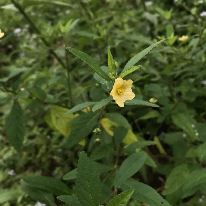 野生白背黄花稔种子黄花仔黄花母梅肉草黄花地桃花地膏药草本