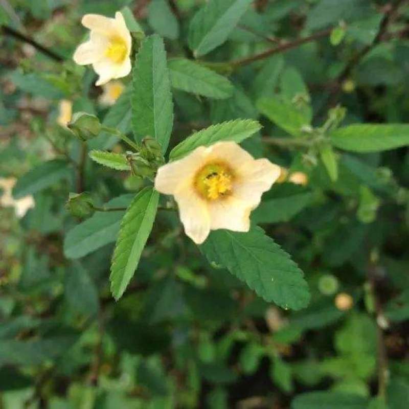野生白背黄花稔种子黄花仔黄花母梅肉草黄花地桃花地膏药草本