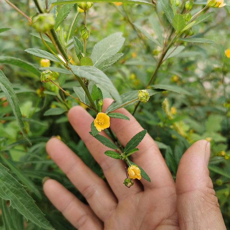 野生白背黄花稔种子黄花仔黄花母梅肉草黄花地桃花地膏药草本
