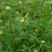 野生白背黄花稔种子黄花仔黄花母梅肉草黄花地桃花地膏药草本