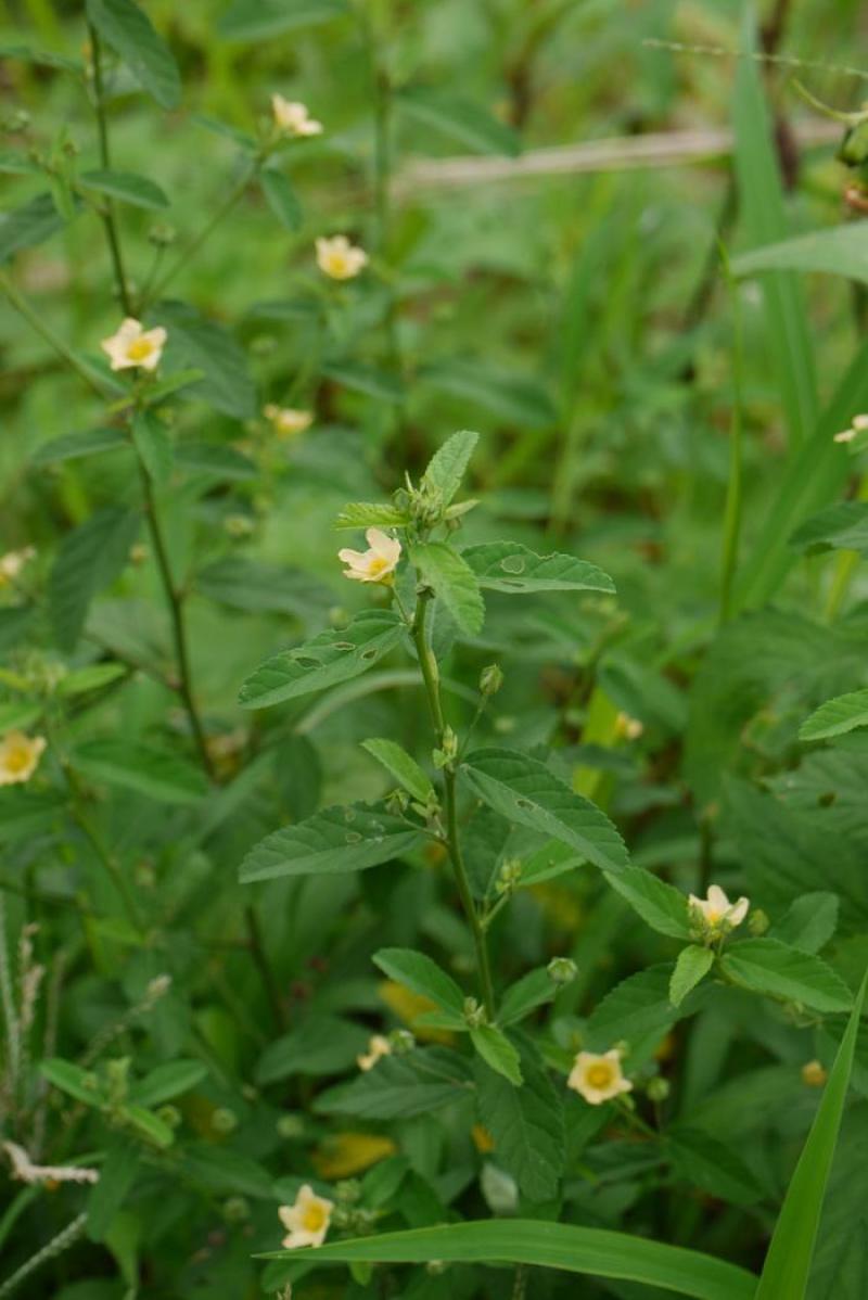 野生白背黄花稔种子黄花仔黄花母梅肉草黄花地桃花地膏药草本