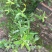 野生白背黄花稔种子黄花仔黄花母梅肉草黄花地桃花地膏药草本