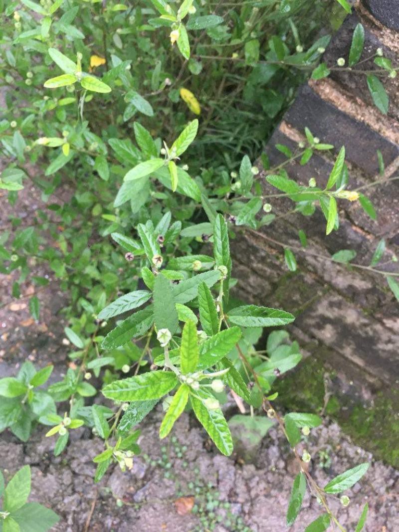 野生白背黄花稔种子黄花仔黄花母梅肉草黄花地桃花地膏药草本