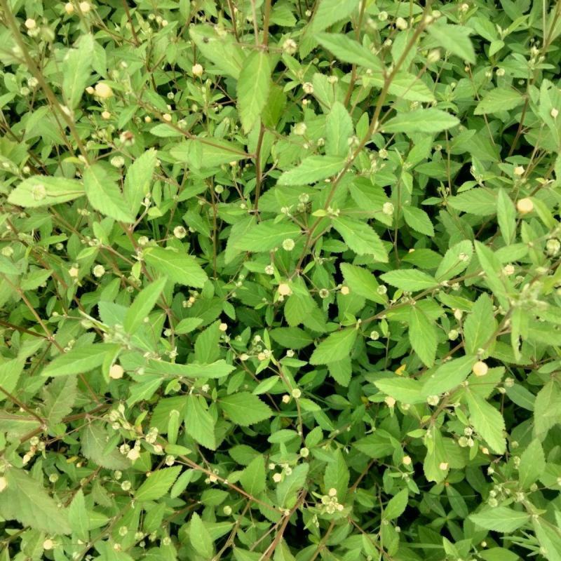 野生白背黄花稔种子黄花仔黄花母梅肉草黄花地桃花地膏药草本