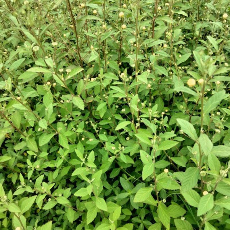 野生白背黄花稔种子黄花仔黄花母梅肉草黄花地桃花地膏药草本