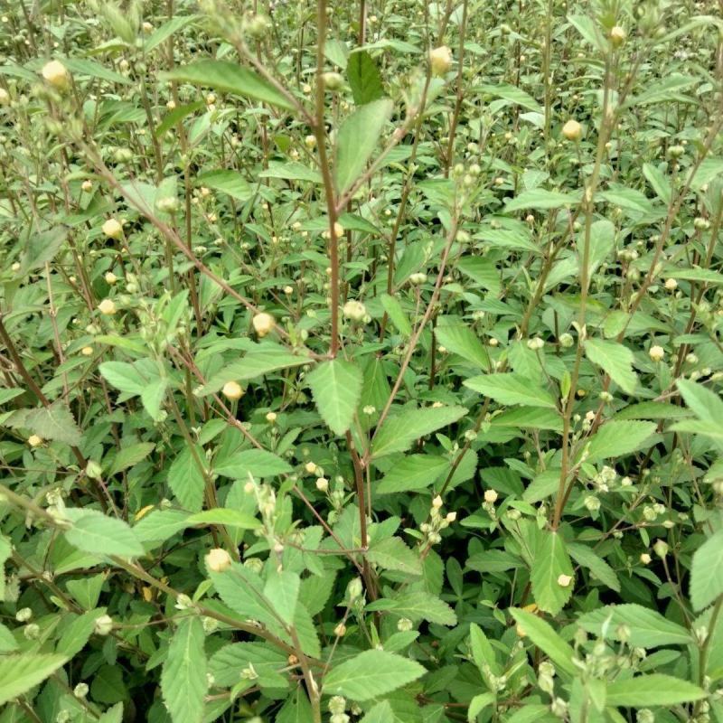 野生白背黄花稔种子黄花仔黄花母梅肉草黄花地桃花地膏药草本