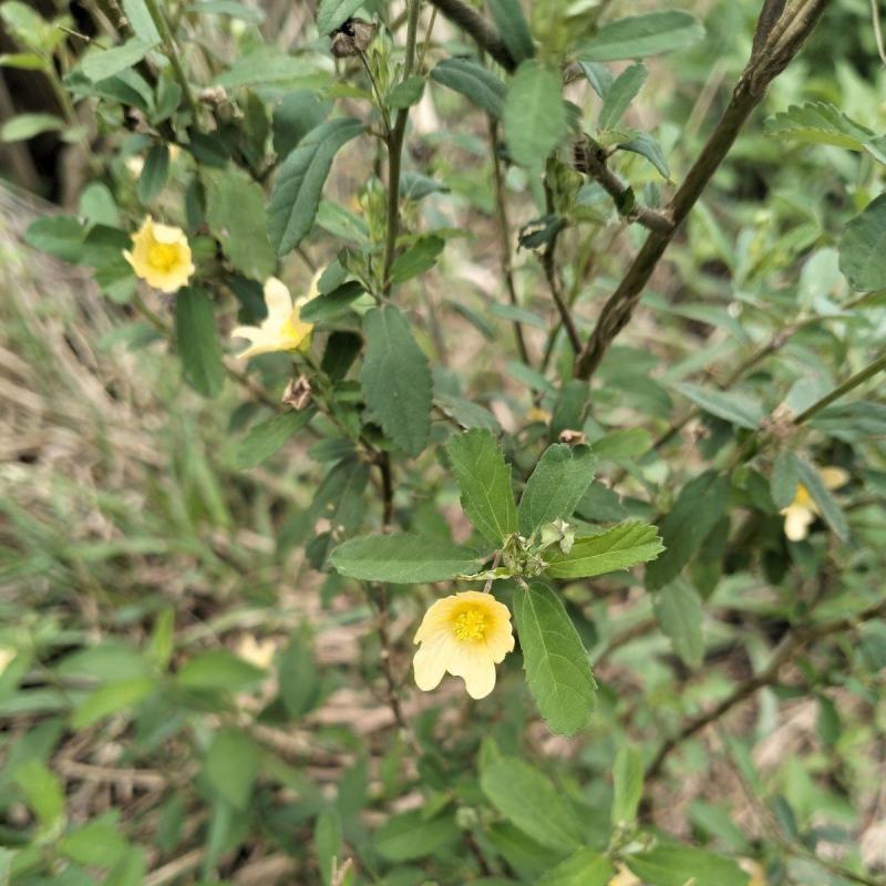 野生白背黄花稔种子黄花仔黄花母梅肉草黄花地桃花地膏药草本