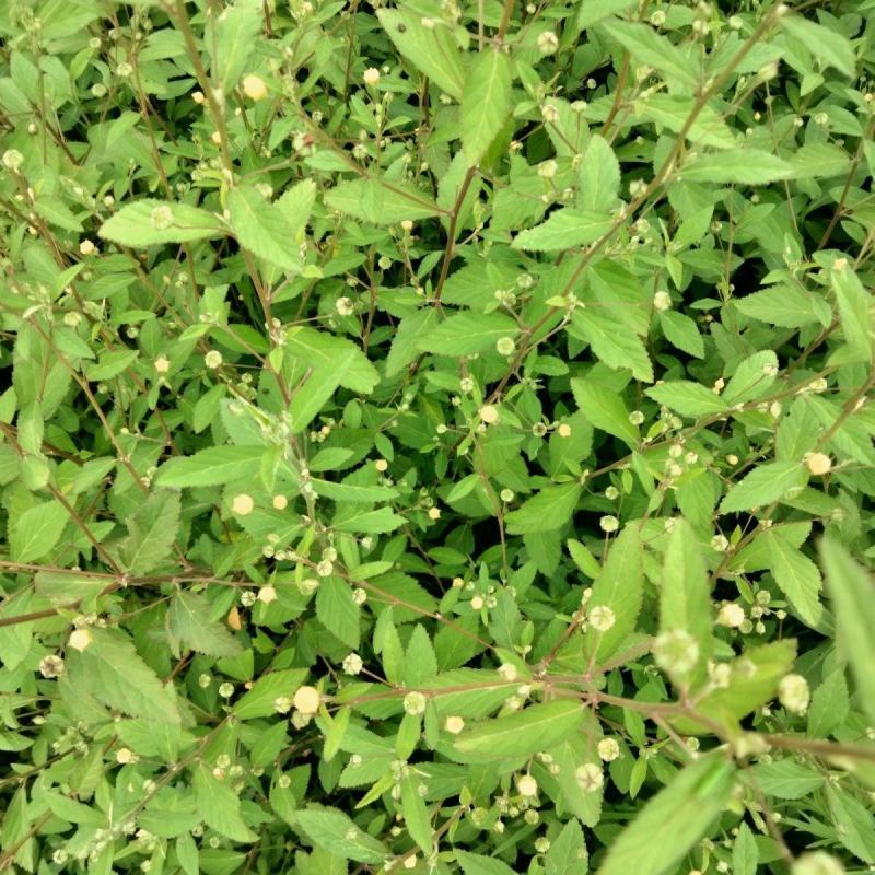 野生白背黄花稔种子黄花仔黄花母梅肉草黄花地桃花地膏药草本