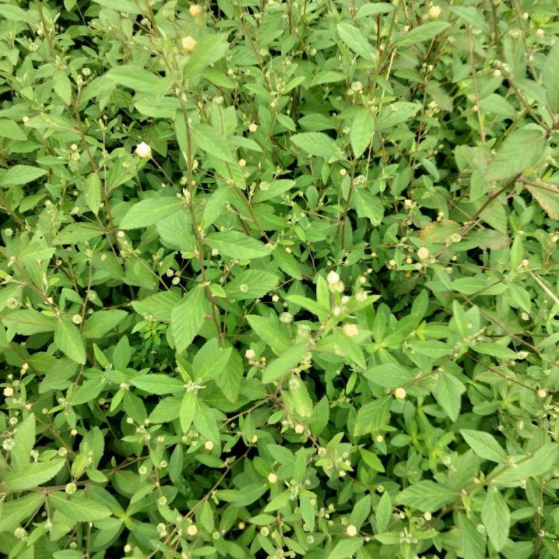 野生白背黄花稔种子黄花仔黄花母梅肉草黄花地桃花地膏药草本