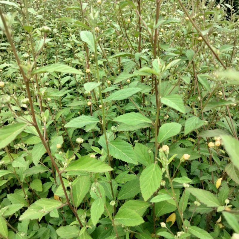 野生白背黄花稔种子黄花仔黄花母梅肉草黄花地桃花地膏药草本