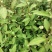 野生白背黄花稔种子黄花仔黄花母梅肉草黄花地桃花地膏药草本