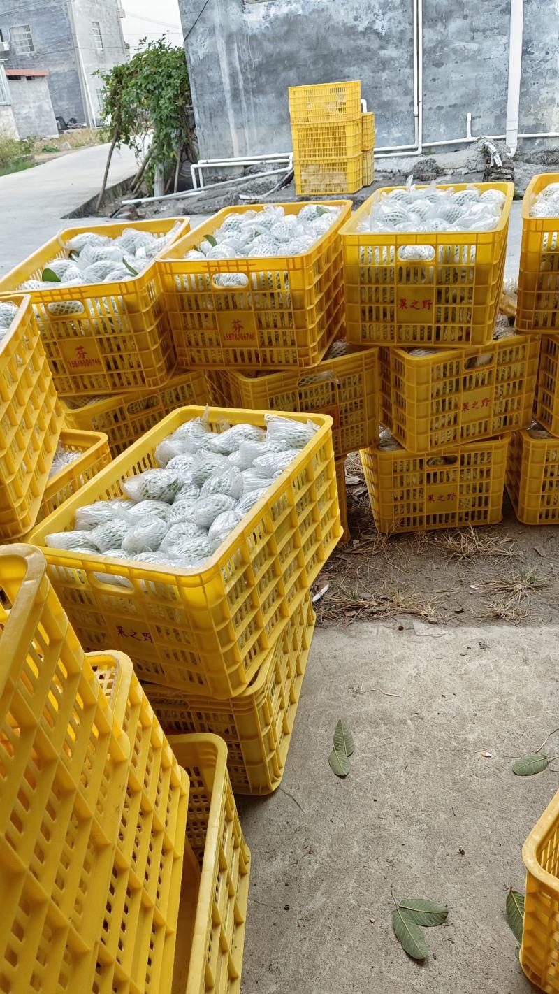 红心芭乐番石榴原产地大量批发