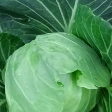 大量精品平包菜扁包菜产地直供品质保证欢迎咨询
