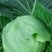 大量精品平包菜扁包菜产地直供品质保证欢迎咨询