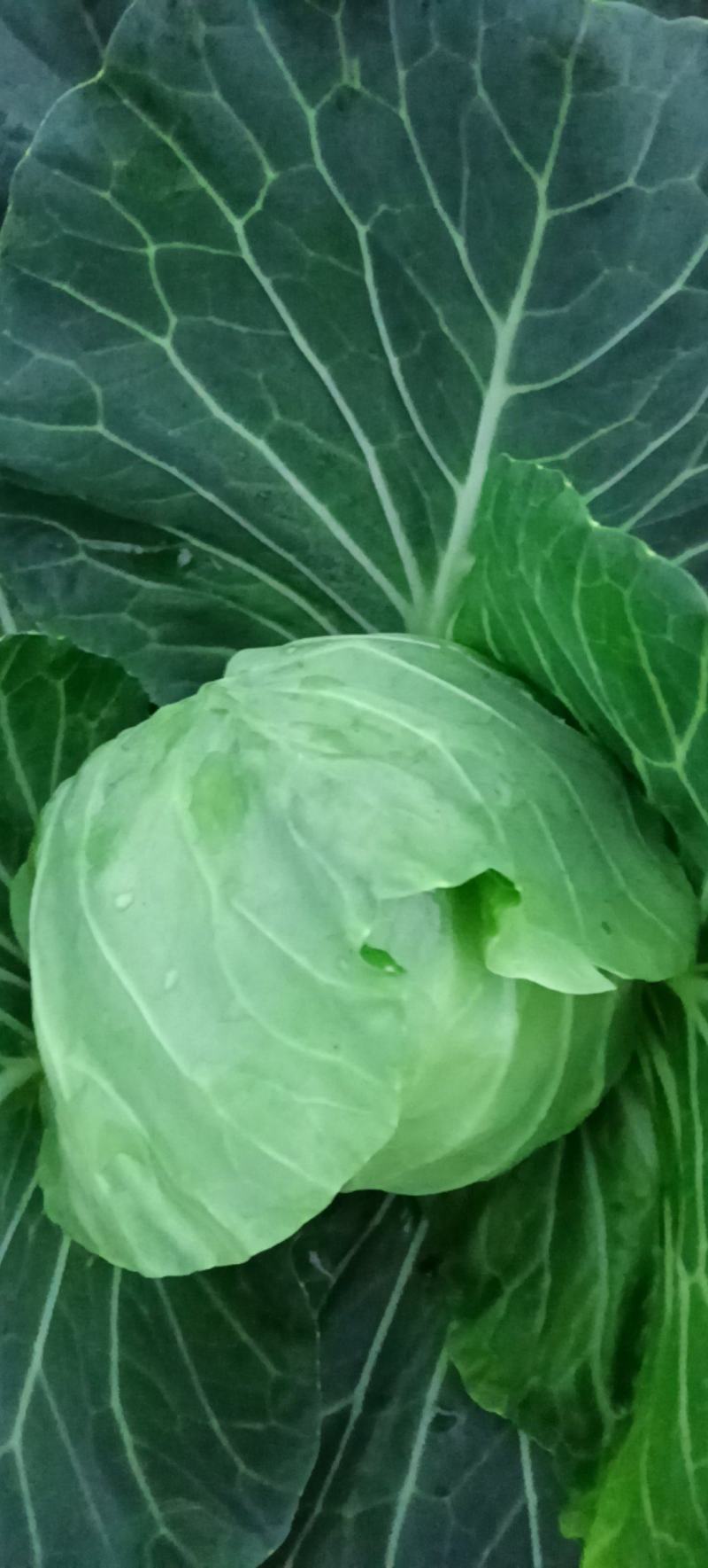 大量精品平包菜扁包菜产地直供品质保证欢迎咨询
