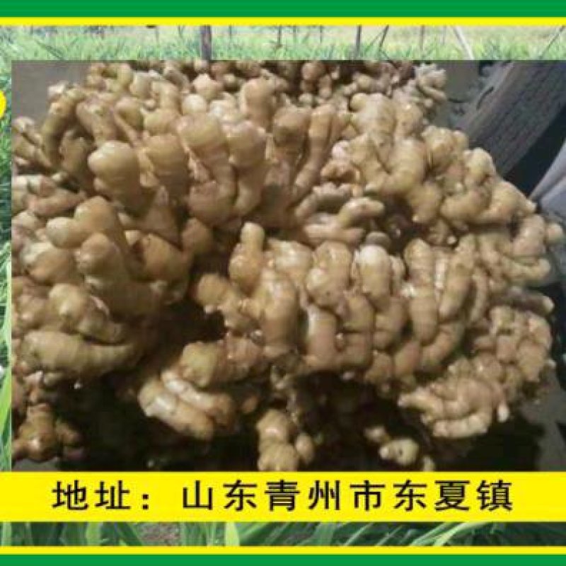 老黄姜，新姜圆头姜