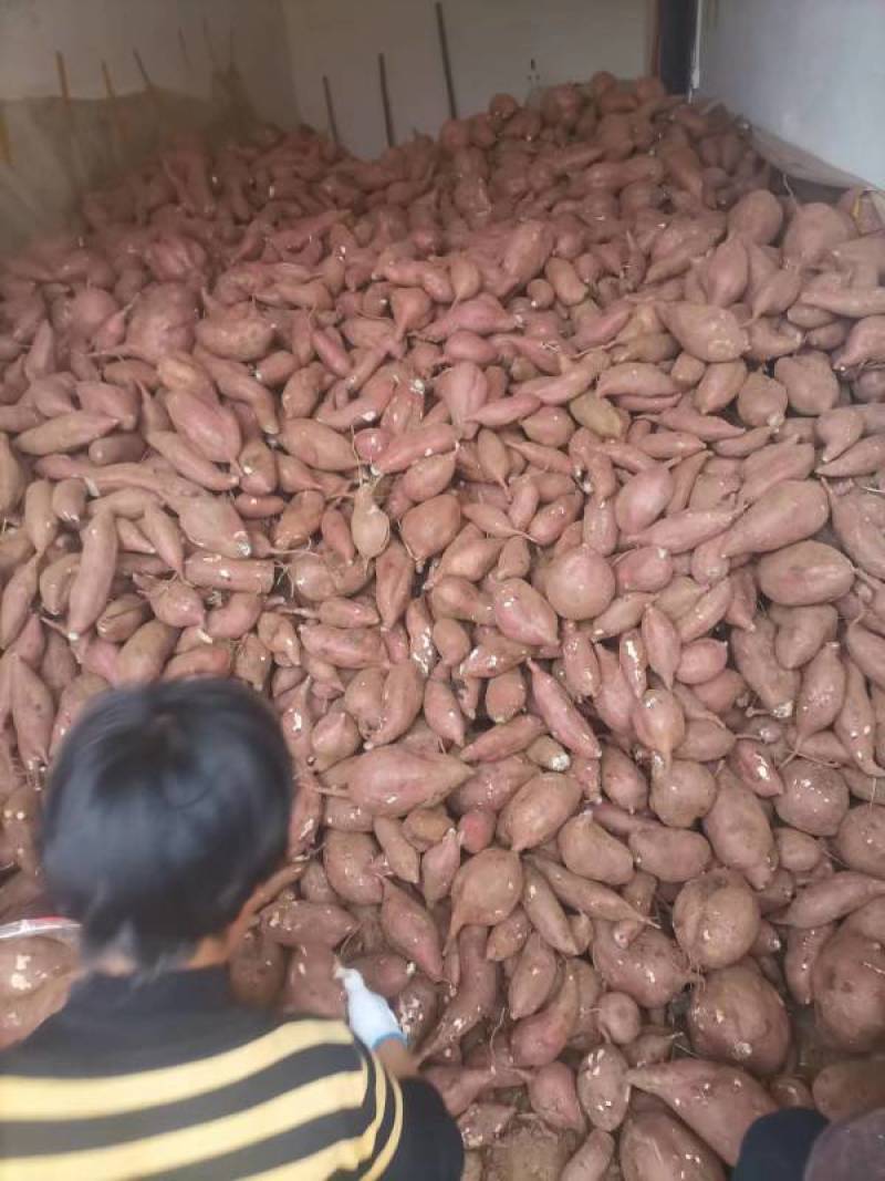河南产地红薯商暑19地瓜大量出售品质好规格全批发价优