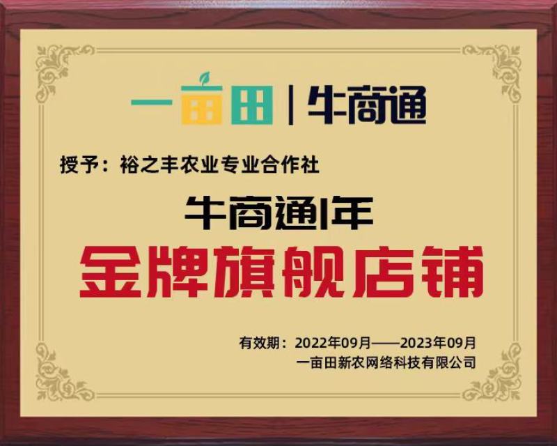 铁杆青香菜上市中加工厂货源充足基地直发