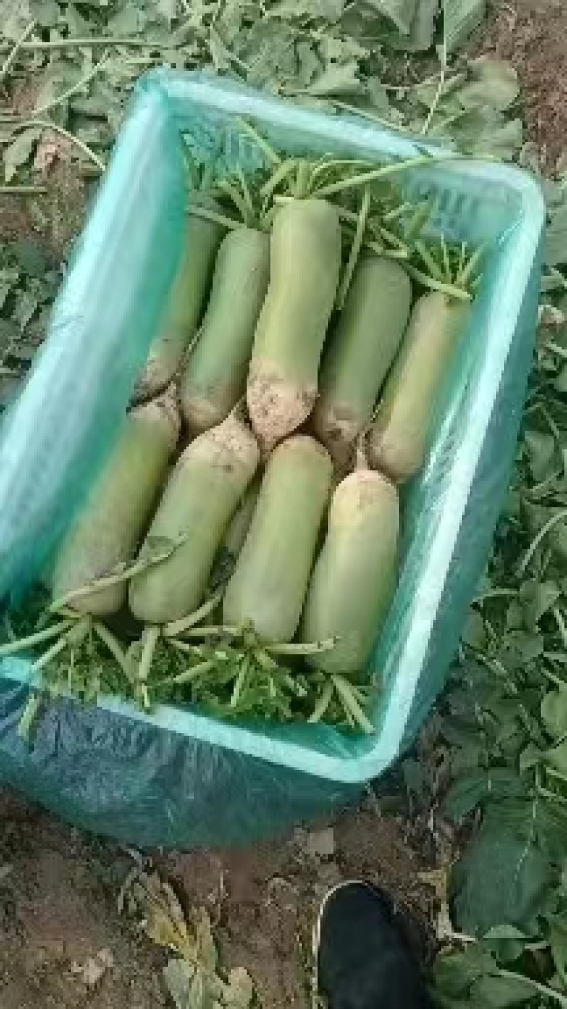 天津天星02水果萝卜精选（大棚现拔现发）