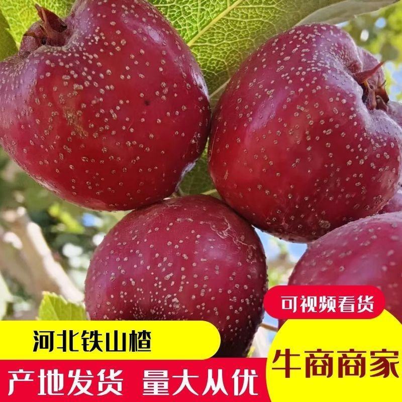 糖葫芦专用山楂，秋果，铁山楂，现已大量上市，欢迎新老顾客