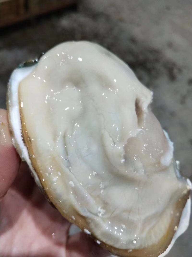 生蚝产地发货，价格美丽，欢迎合作