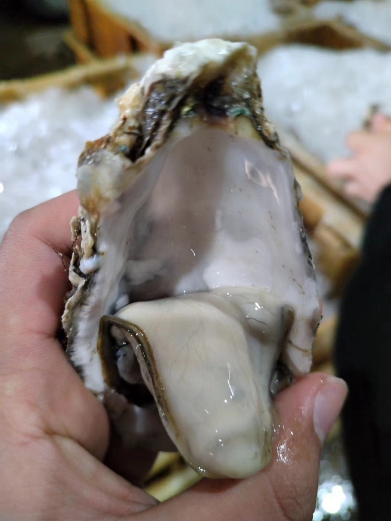 生蚝产地发货，价格美丽，欢迎合作