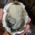 生蚝产地发货，价格美丽，欢迎合作
